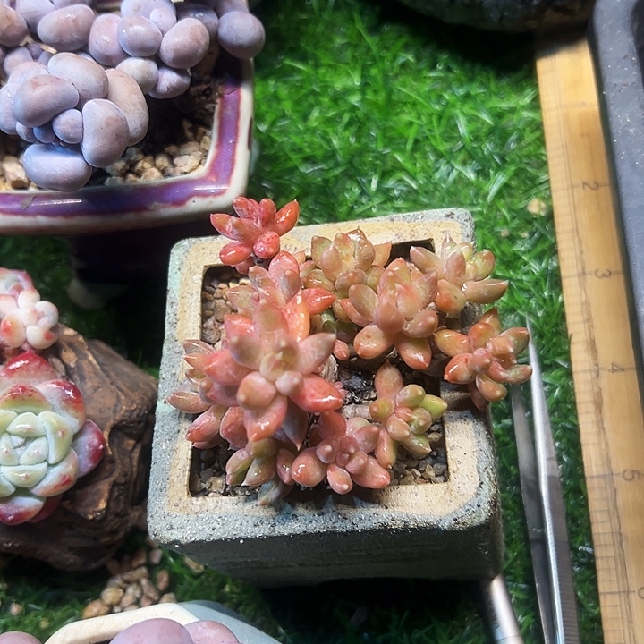 炫彩星精品多肉植物老桩