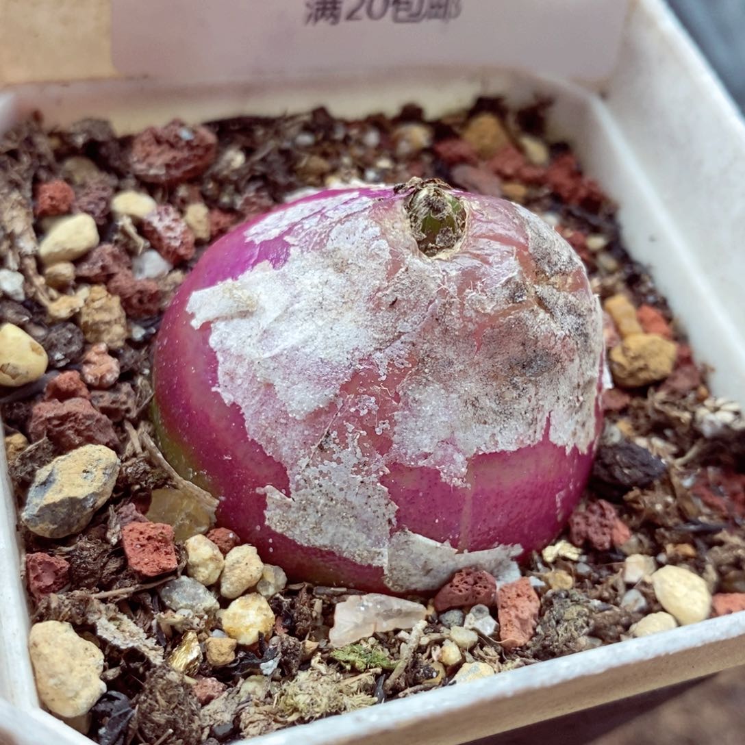 ?****～我的小姐姐们都是151