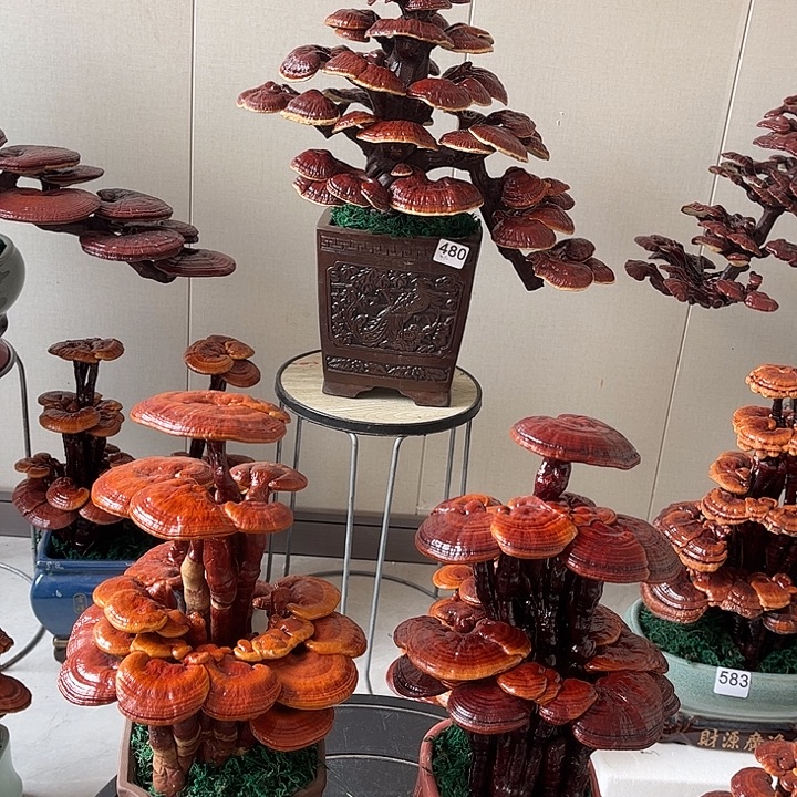 无花朵可观赏可食用