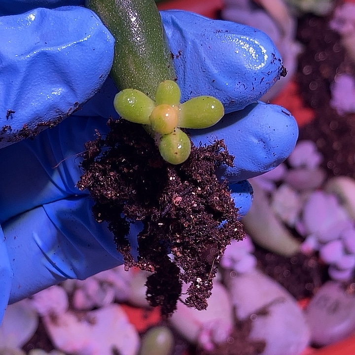 绿龟之卵锦多肉植物