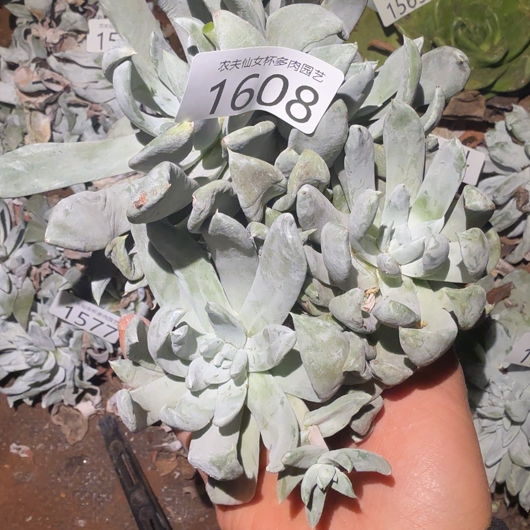 3代杂交仙女杯多肉福利处理瑕疵