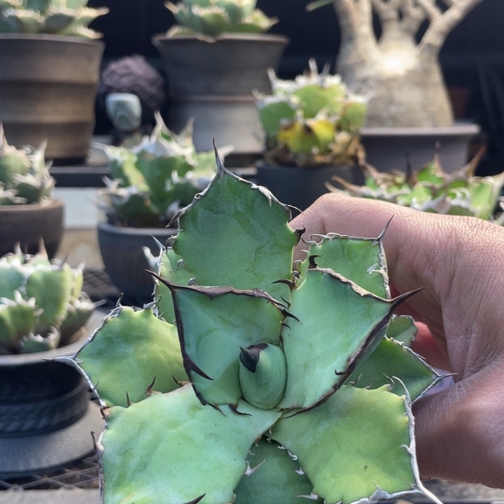 【闪购商品】黑犀牛。