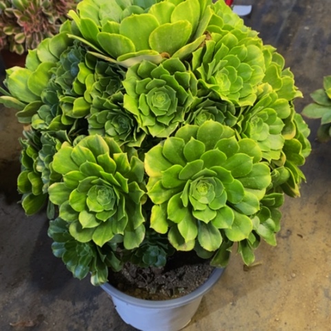 五彩琉璃多肉2795