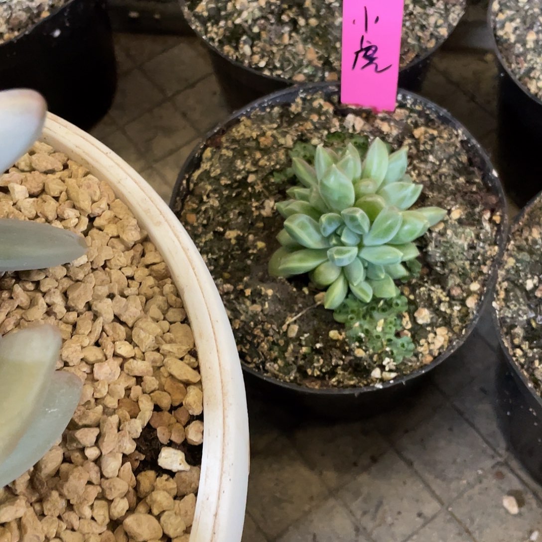 @**哥多肉植物的生长发育与生长发育