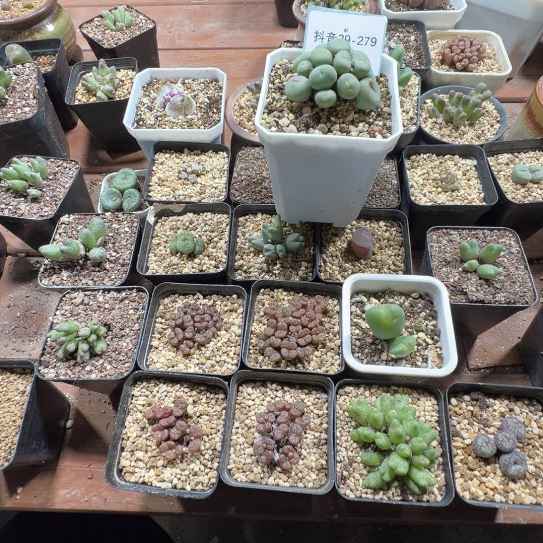 金****29-279肉锥多肉植物