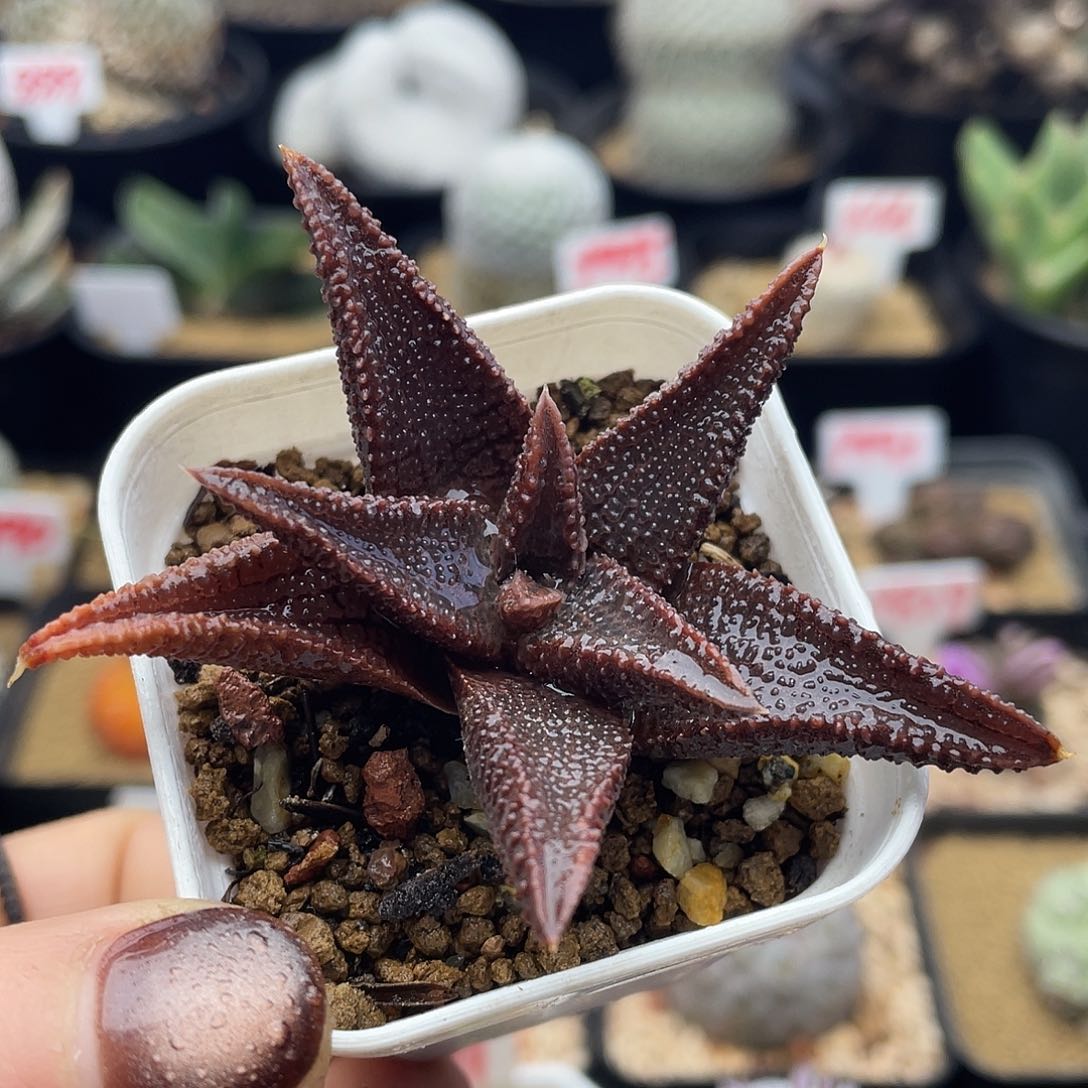 实生黑王寿仙人球多肉植物