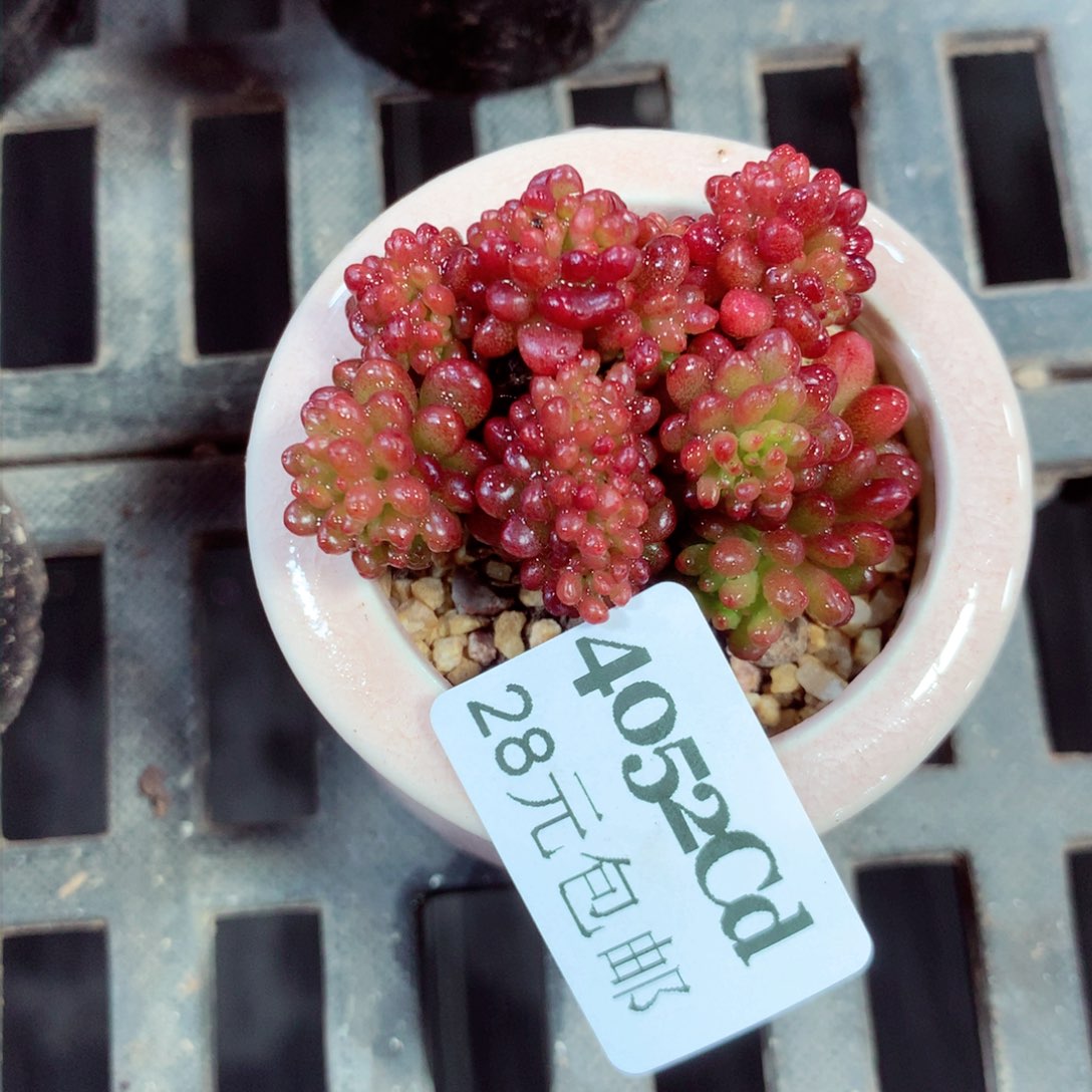 5厘米盆精控多肉4052