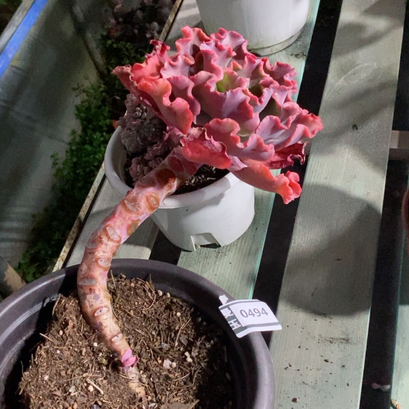 【闪购商品】多肉红婚纱0494