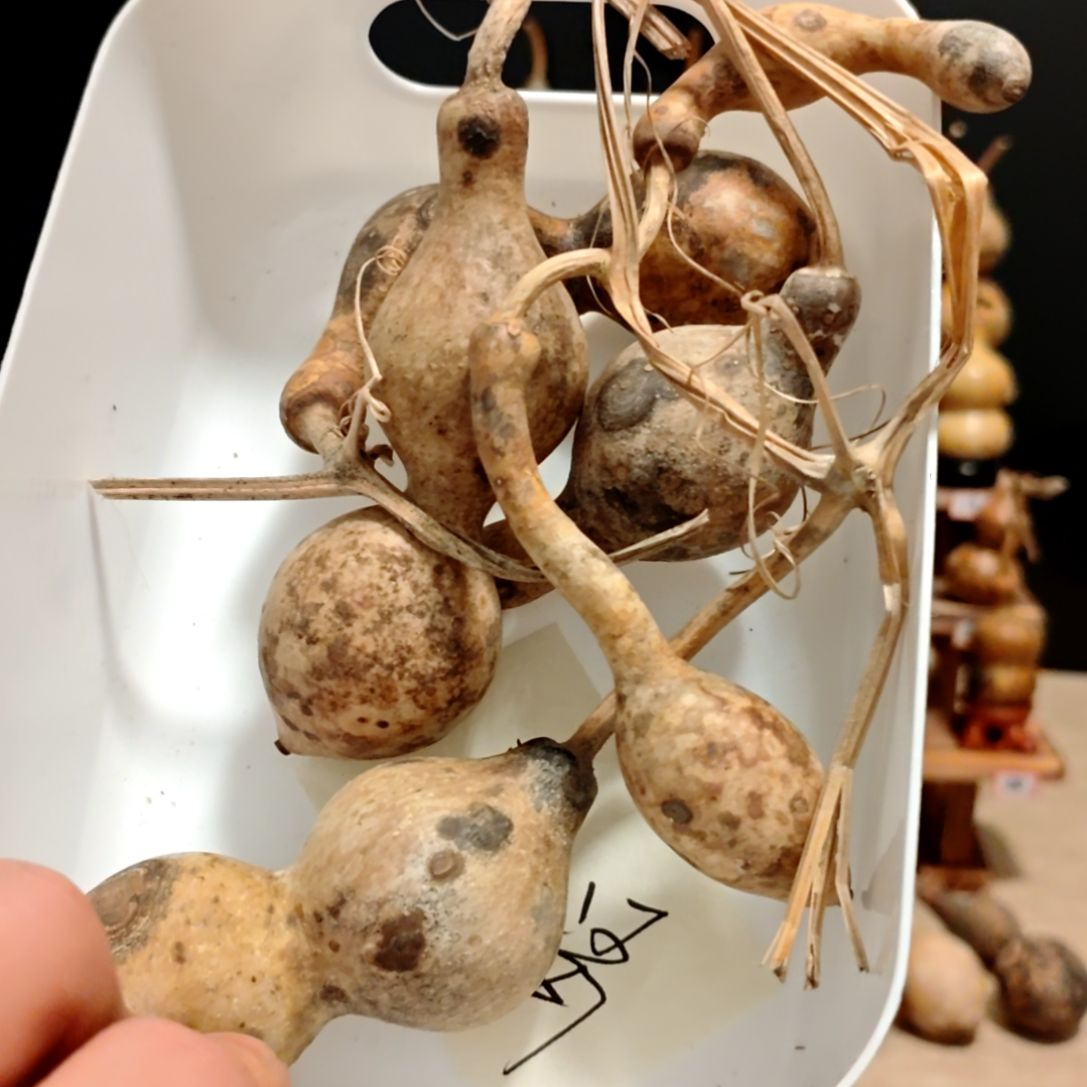 风***清直播间专拍葫芦葫芦