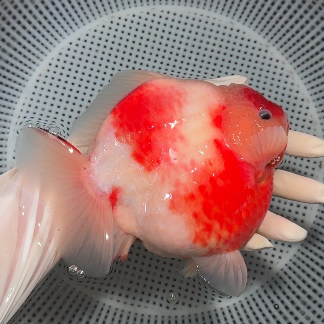 金鱼精品高货短尾狮子