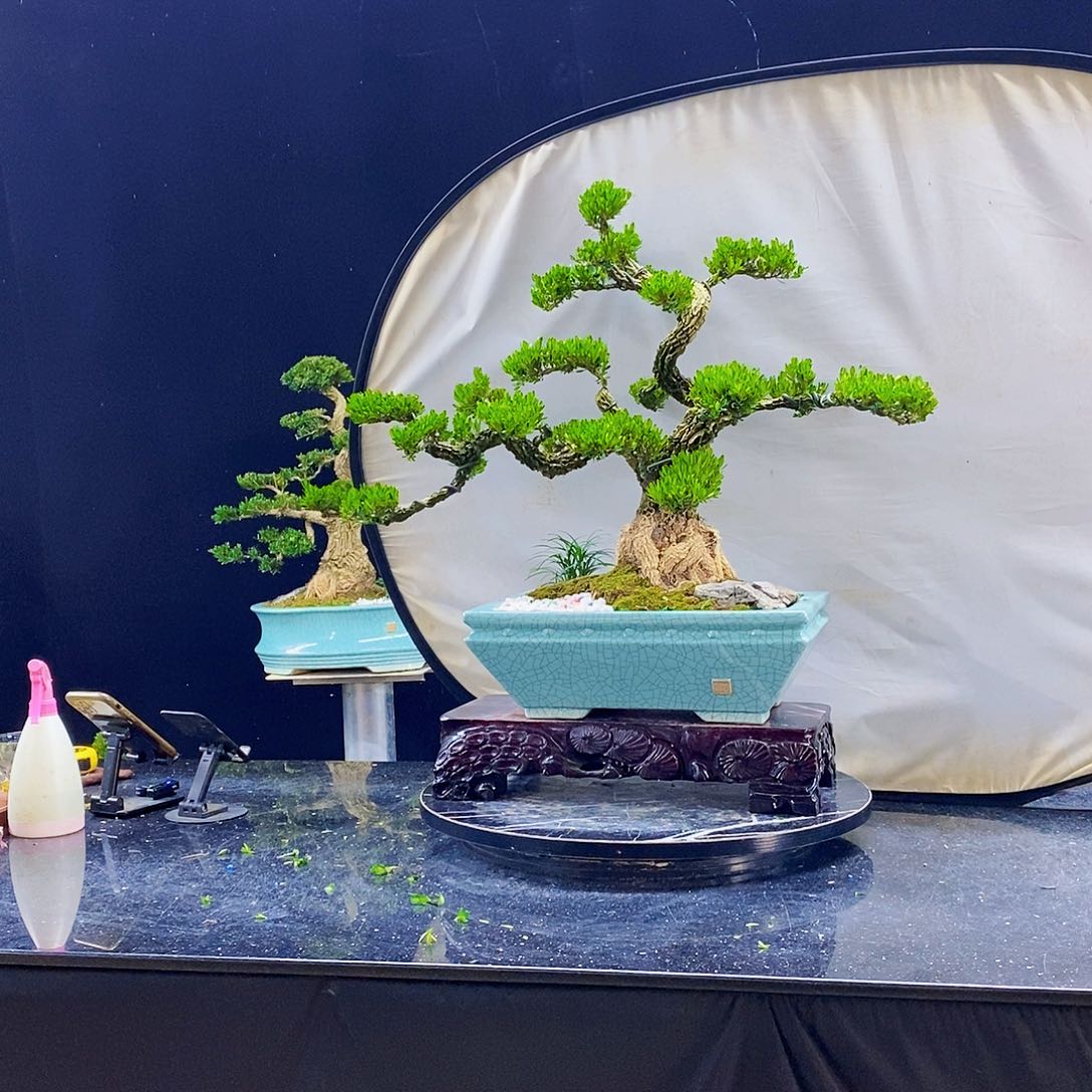 无花朵张****袍黄杨盆景造型