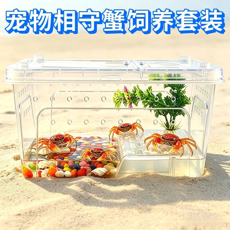 螃蟹宠物饲养套装观赏蟹饲养箱淡水活物相守蟹将军蟹迷你辣椒蟹蟹