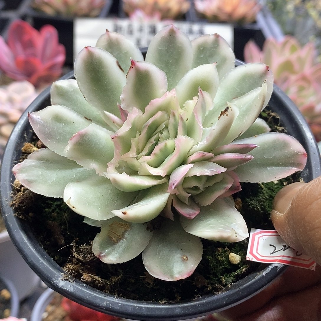 2218紫蝴蝶锦多肉植物