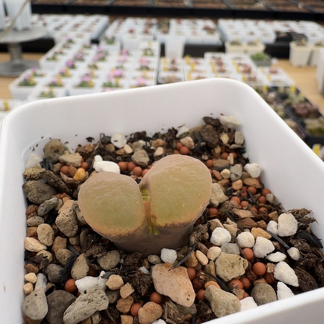 C***^D66红风铃玉单头脱土