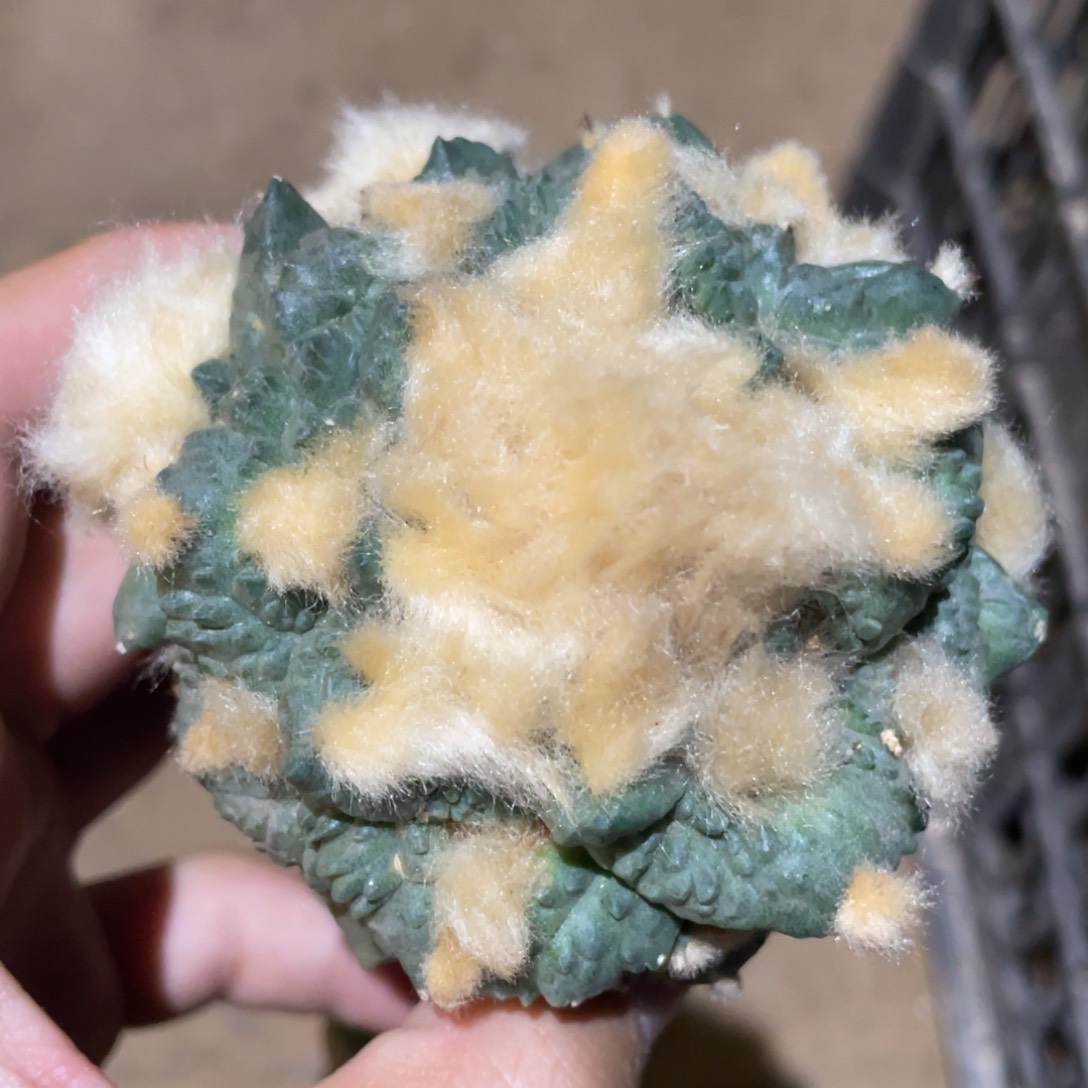 宽犹 龟甲杂怒 仙人球891 仙人球