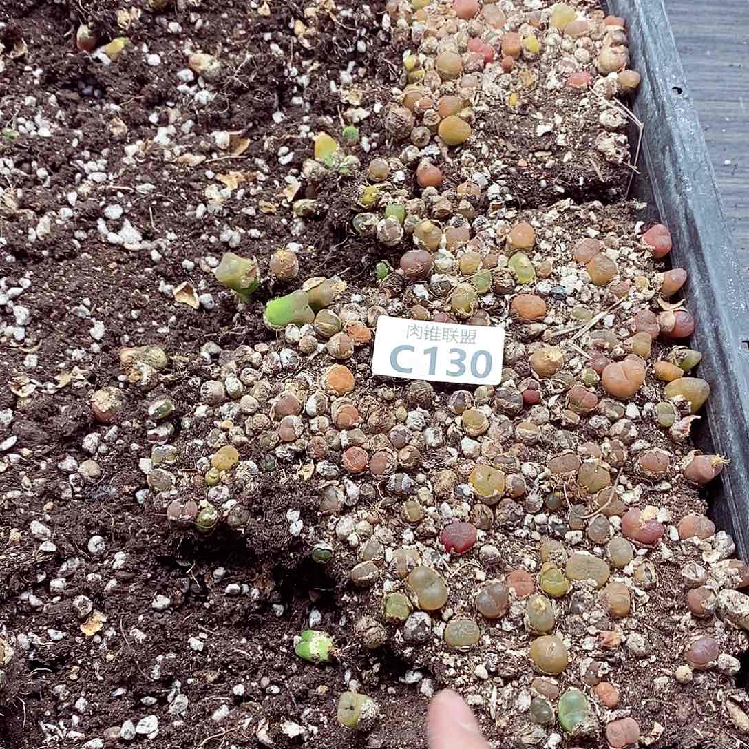 130蟠桃混呃呃呃呃呃呃呃呃呃呃呃呃呃