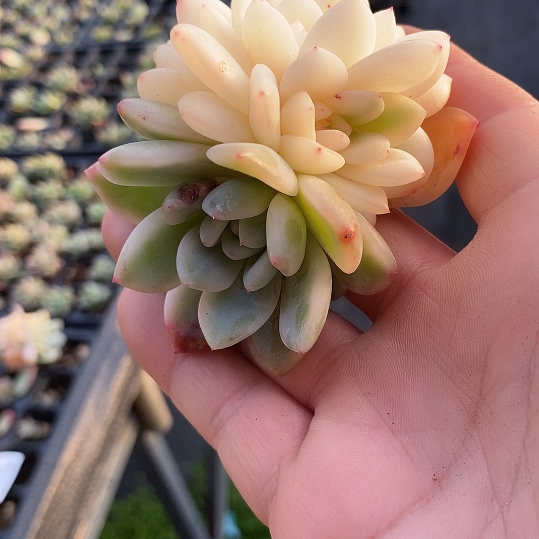 774梦露锦多肉植物哇啦塞哇啦塞