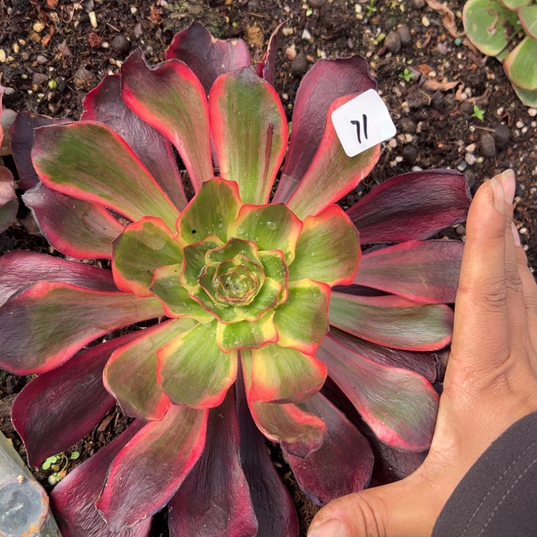 71红魔女多肉椅子