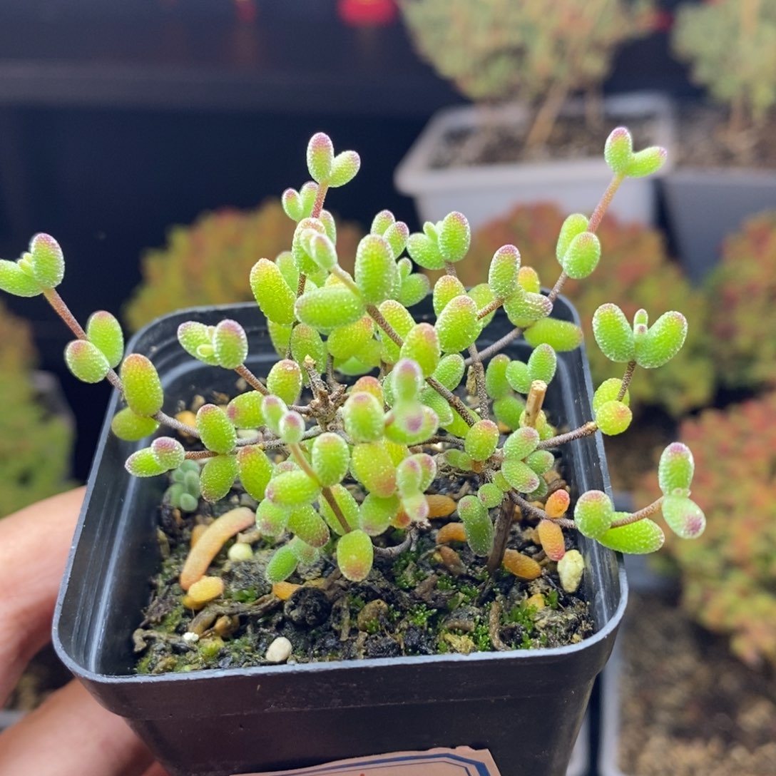 346号实生糖球枝干多肉