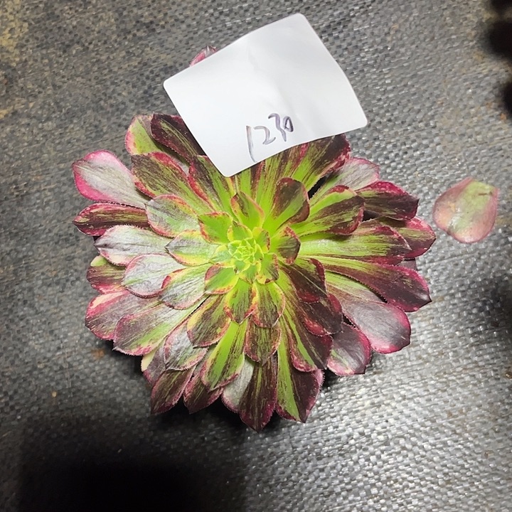 多肉植物保护专业1230