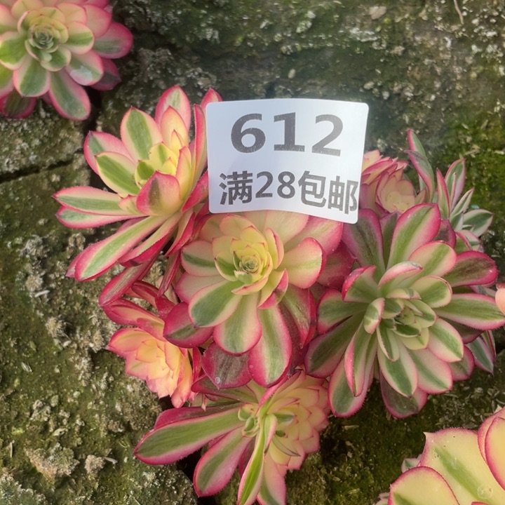 612二号棚倾城母本