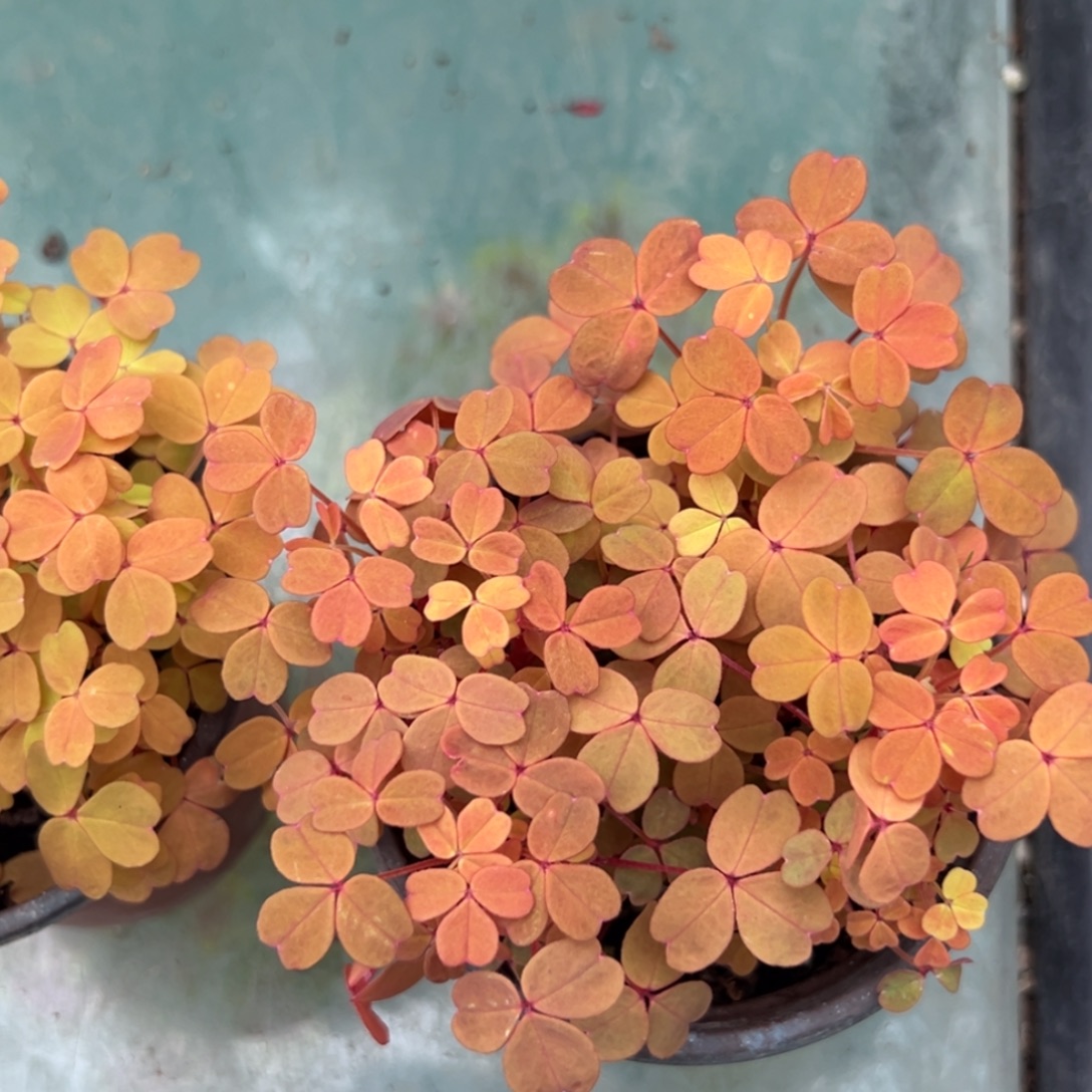 完全开放酢浆草酢浆草