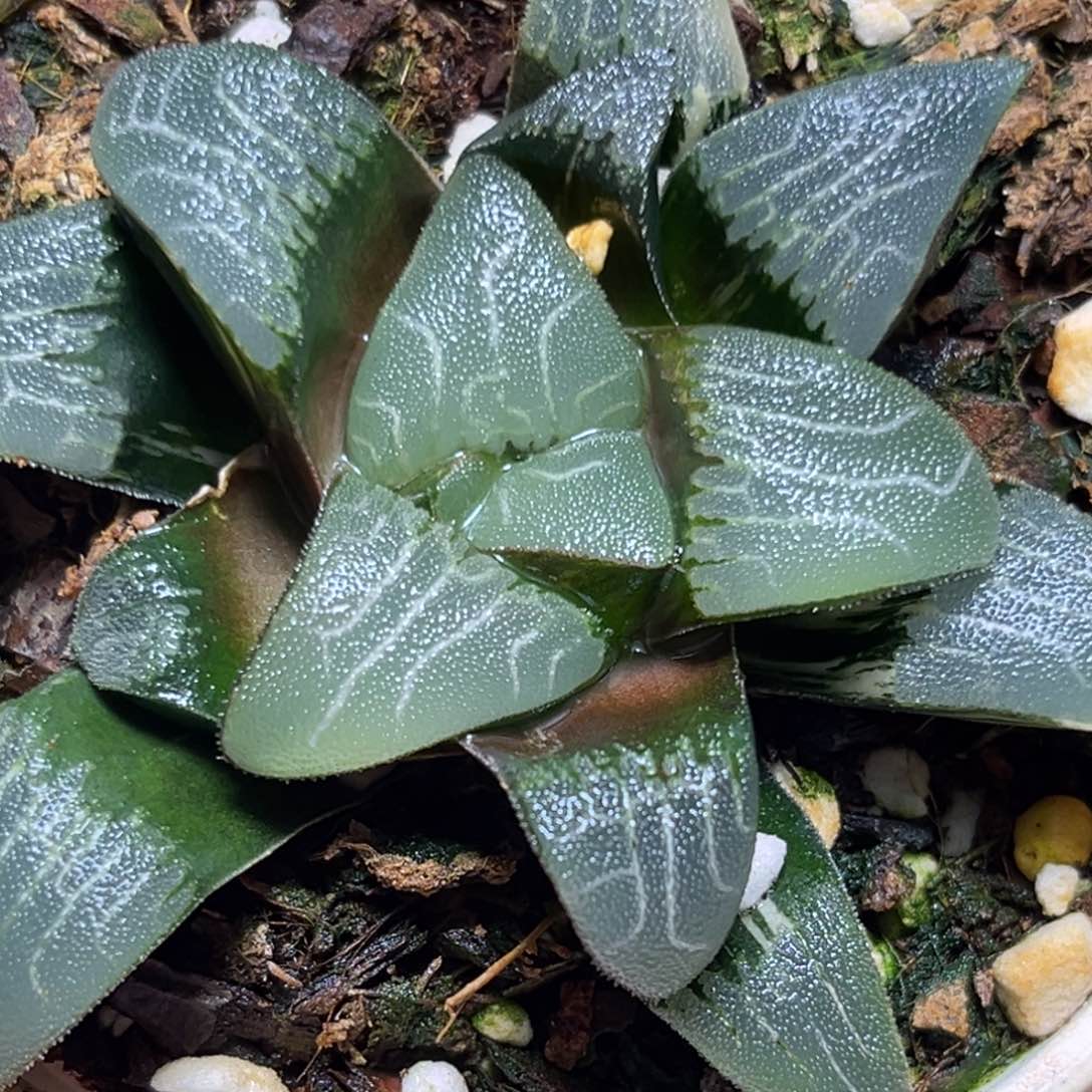 恭喜发财大吉大利0328