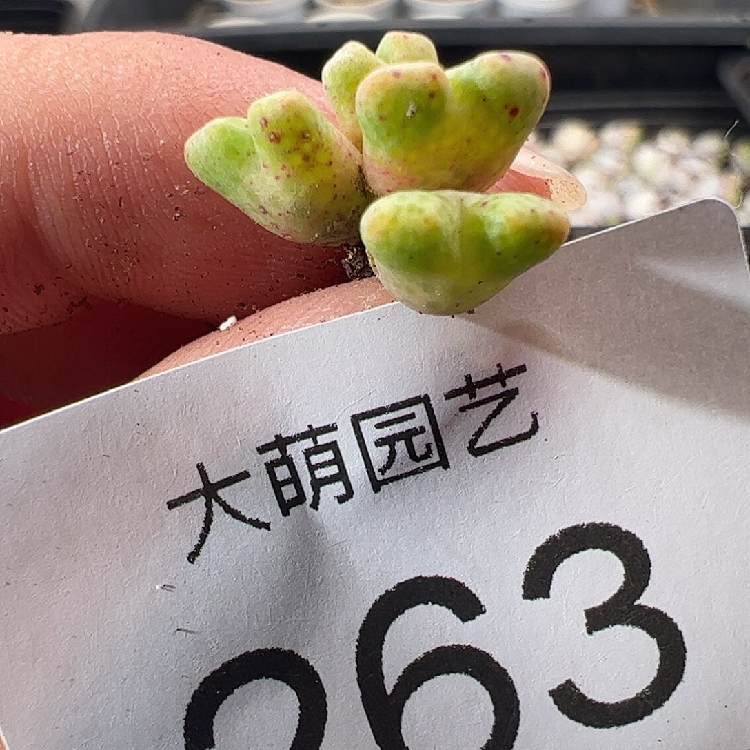 一物一拍定向选拔ARM714B鹿角斑马263