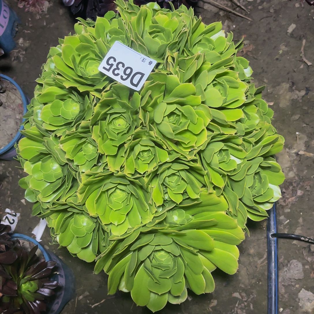 绿杨蓉朵朵13/-26包邮法师