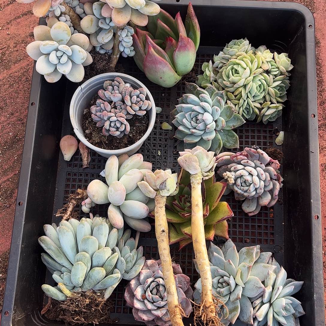 多肉植物宽拍768号