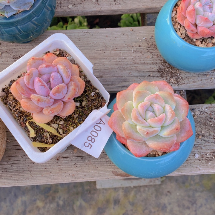 F***.闪购多肉1棵a0085