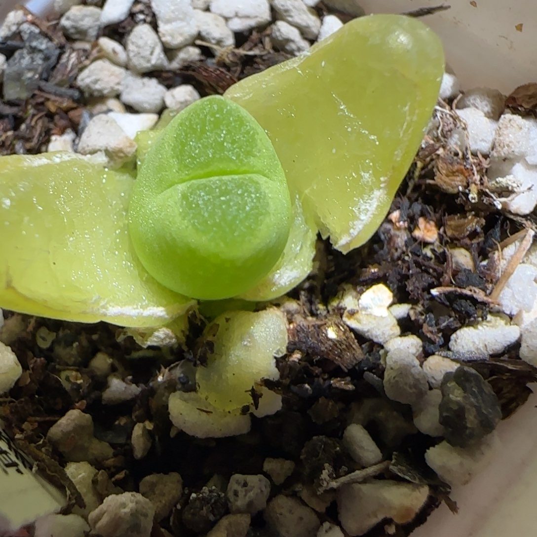 肉锥多肉植物百科25-海豹681