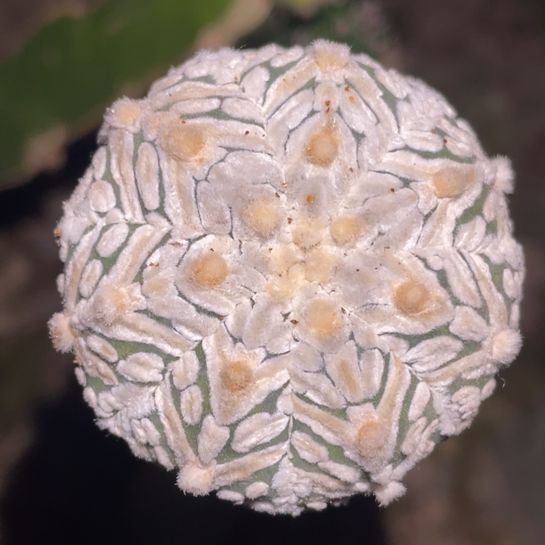 无花朵V字兜093 仙人球