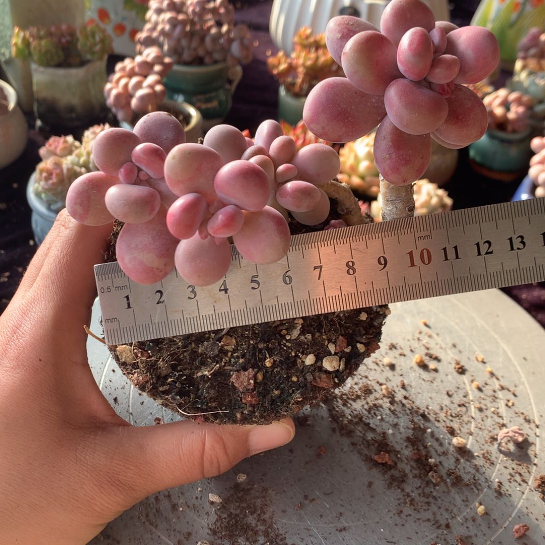 50号不带盆偏远的不包邮的