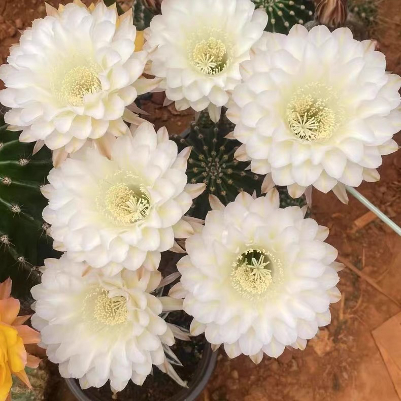 彩，麦芒，侧芽，环境不同花色花型颜色深浅不同属于正常，介意勿拍！