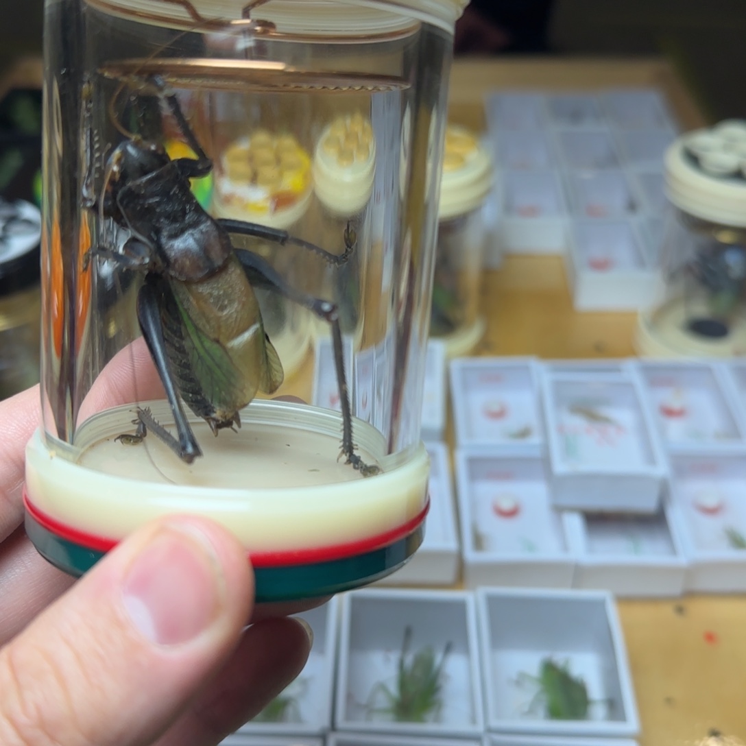 鸣***森蝈蝈郝建伟七星本叫蝈蝈