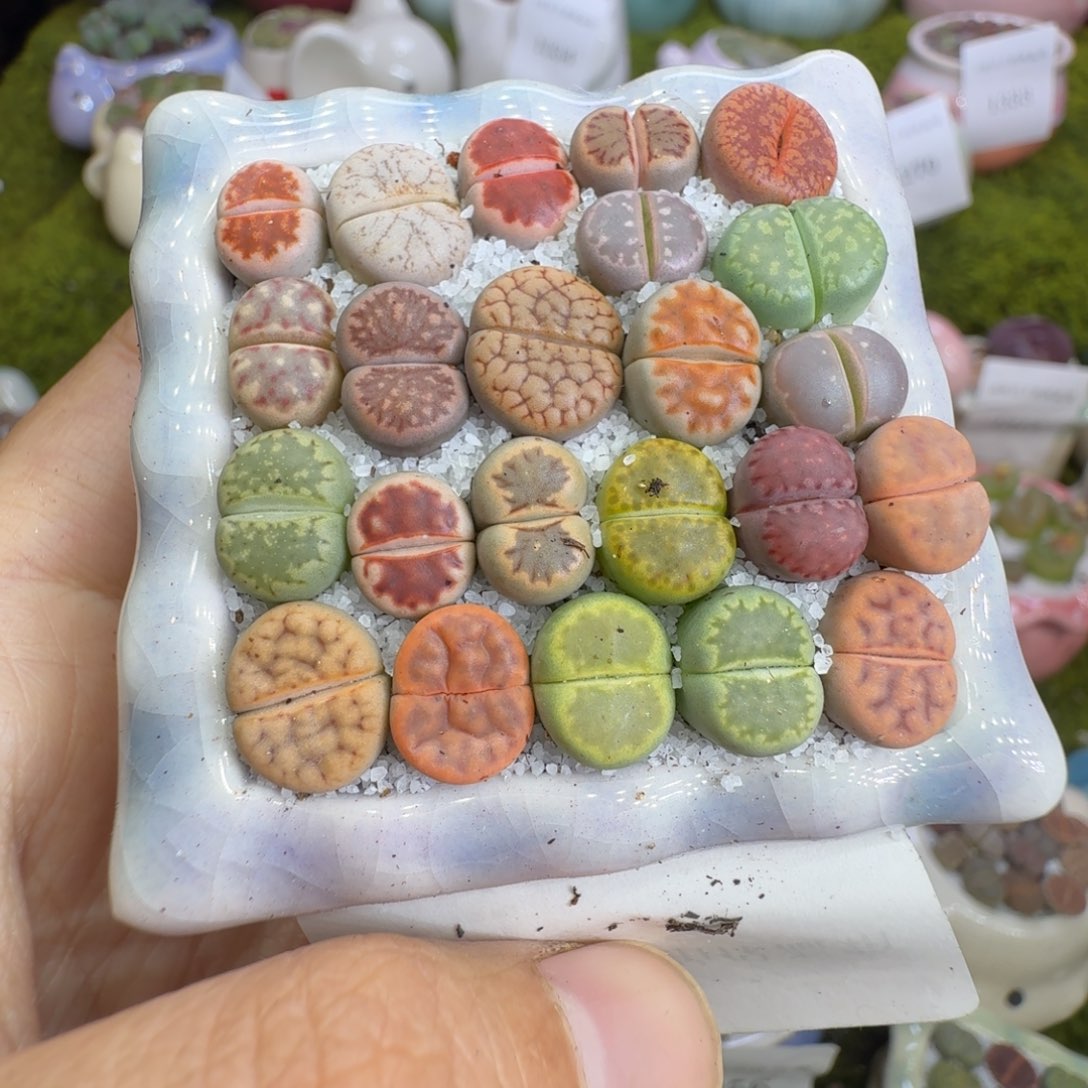 多肉植物的福利1297