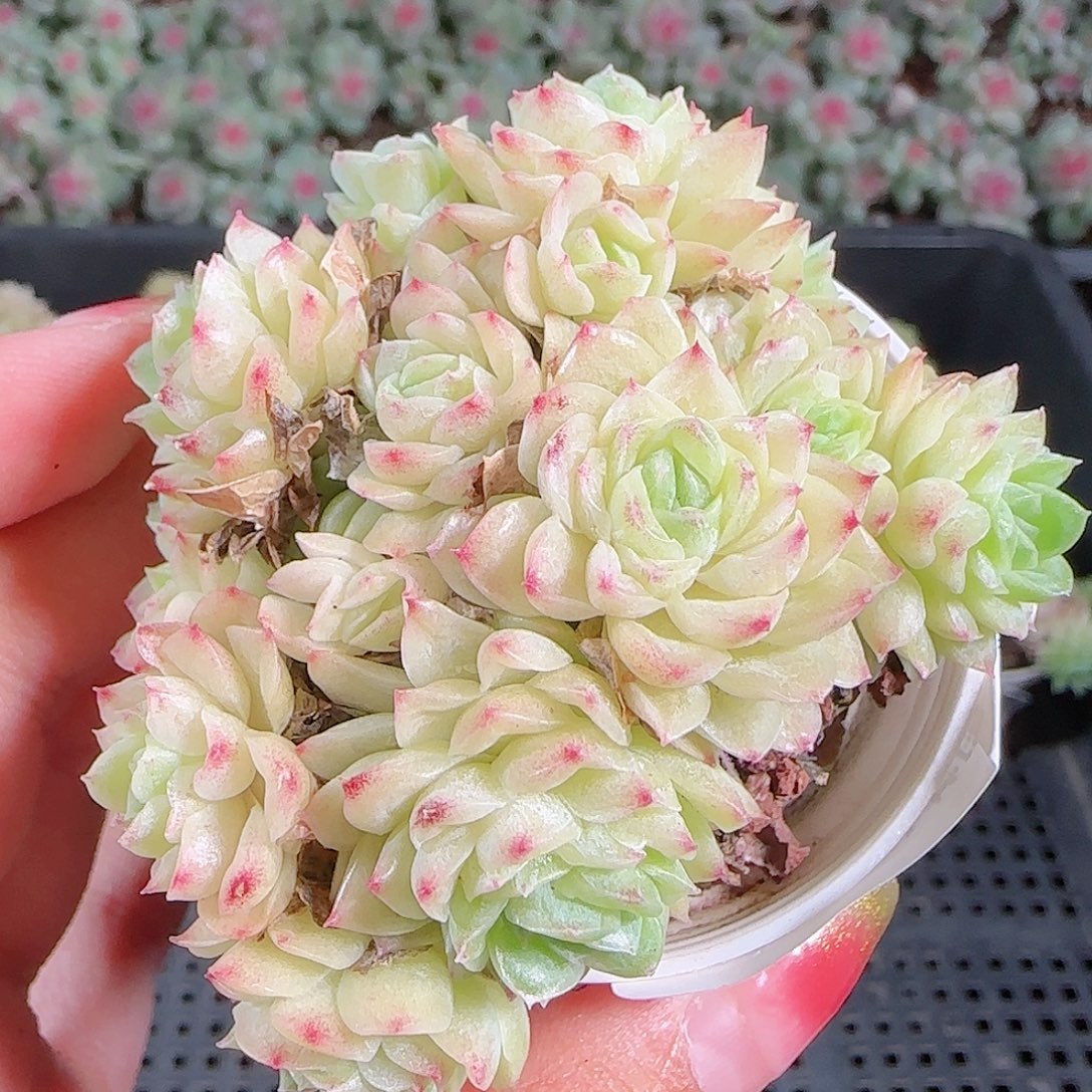 0921-51麦秆优选不包整