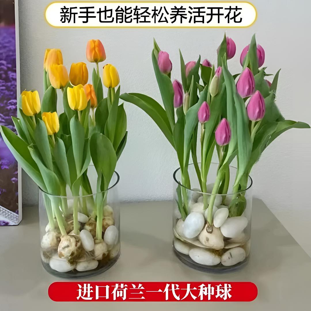 懒人耐寒四季种球成活盆栽水培种植原生春节郁金香春天多年生花卉