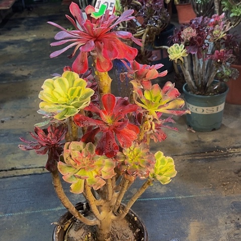 法师嫁接的时候就会有105