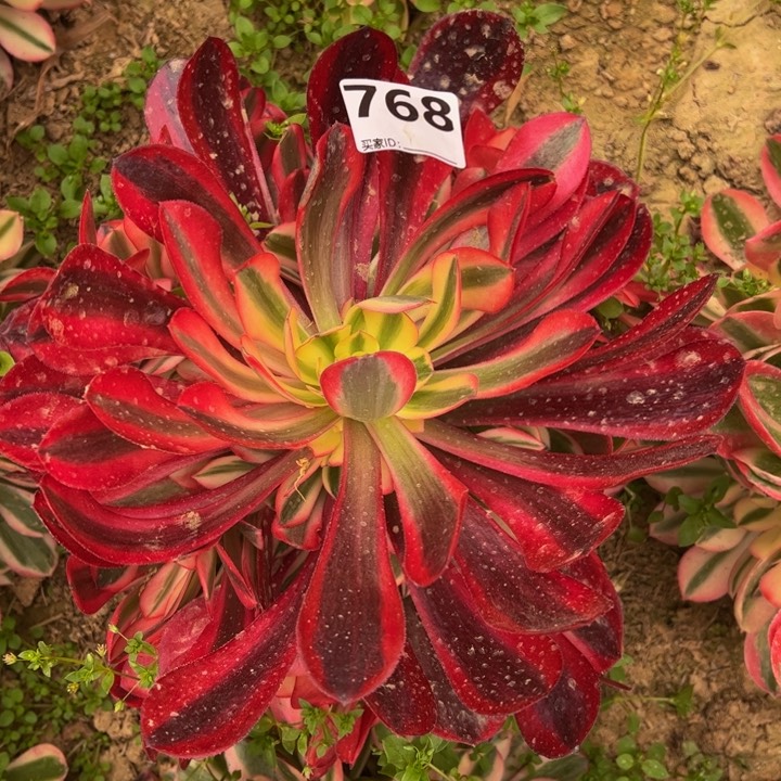 美杜莎多肉植物768