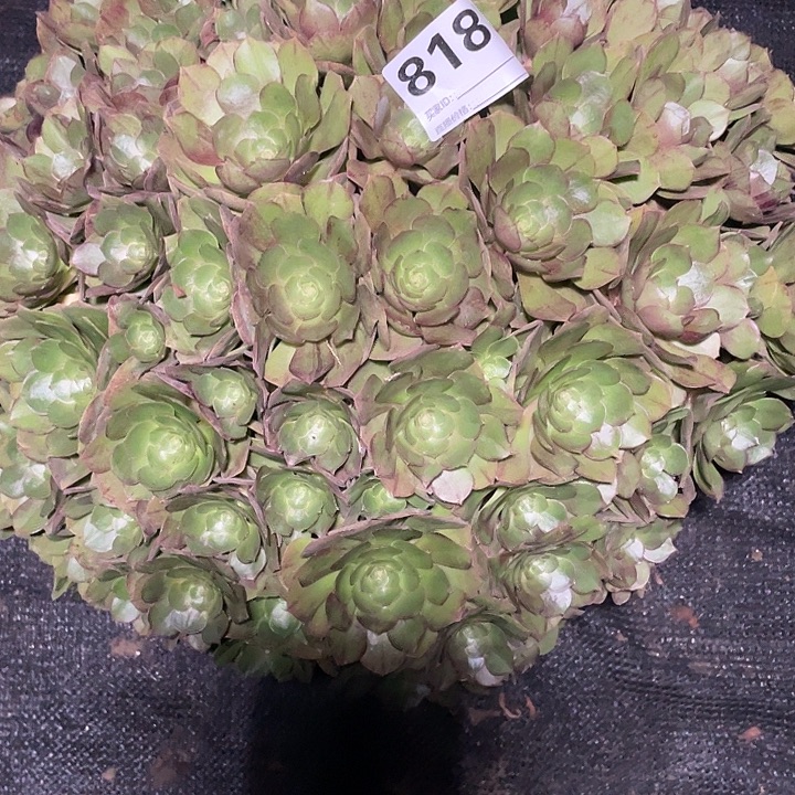 ꧔****818万圣节法师3-7花