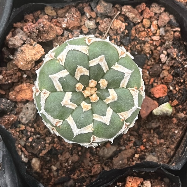 琉璃v兜实生33左右裸根发货不带盆土