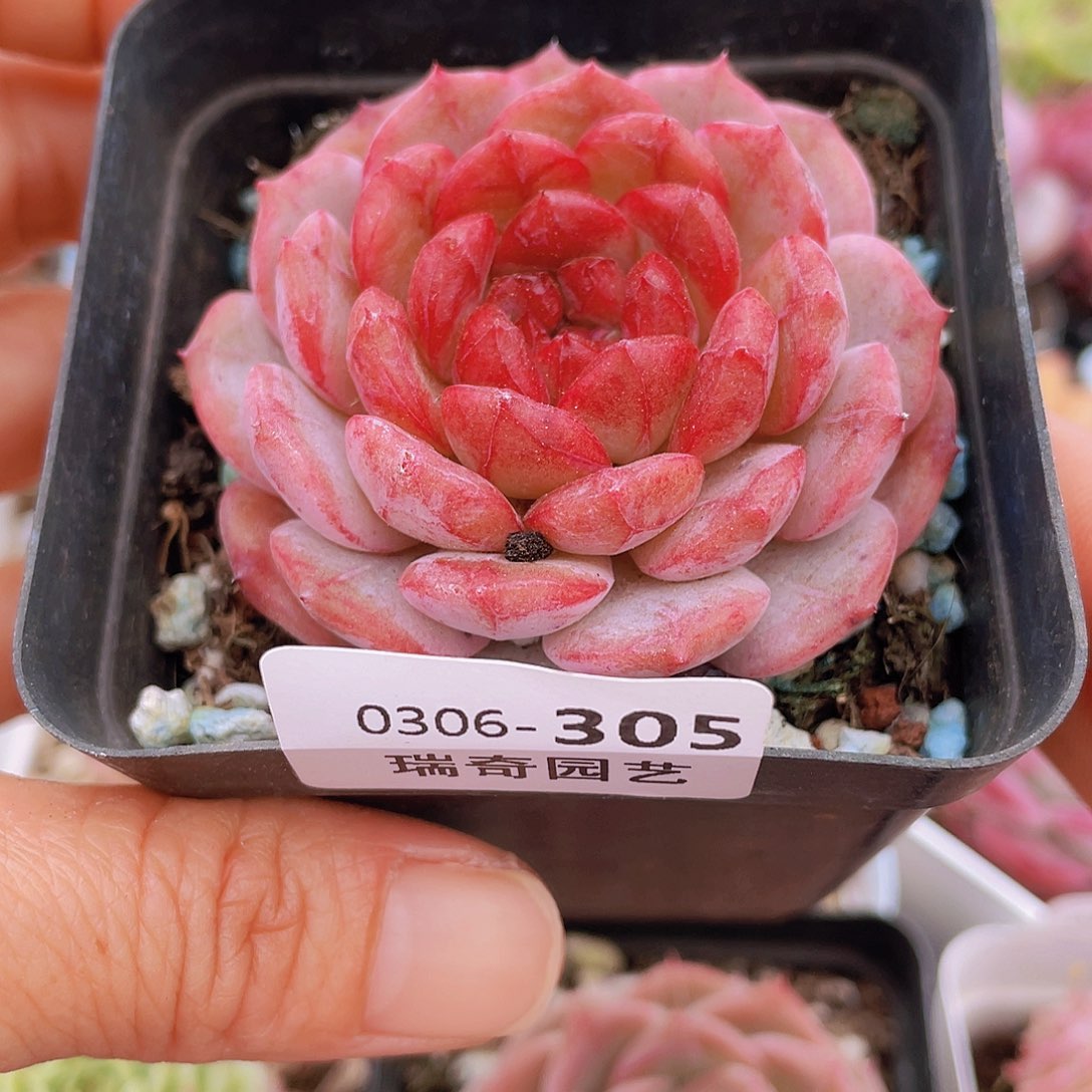 0000000000000305量拍