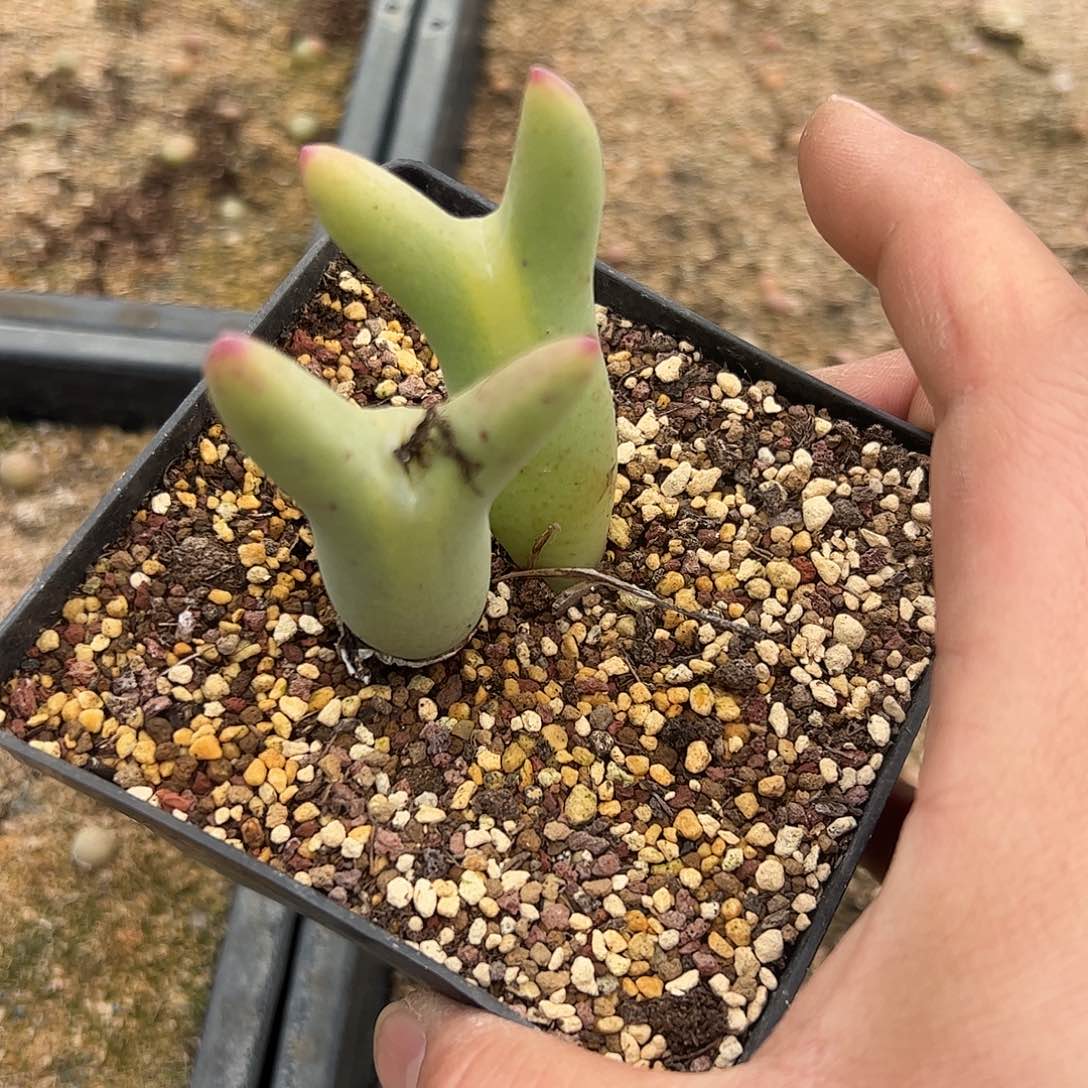 0000母本白花大枪