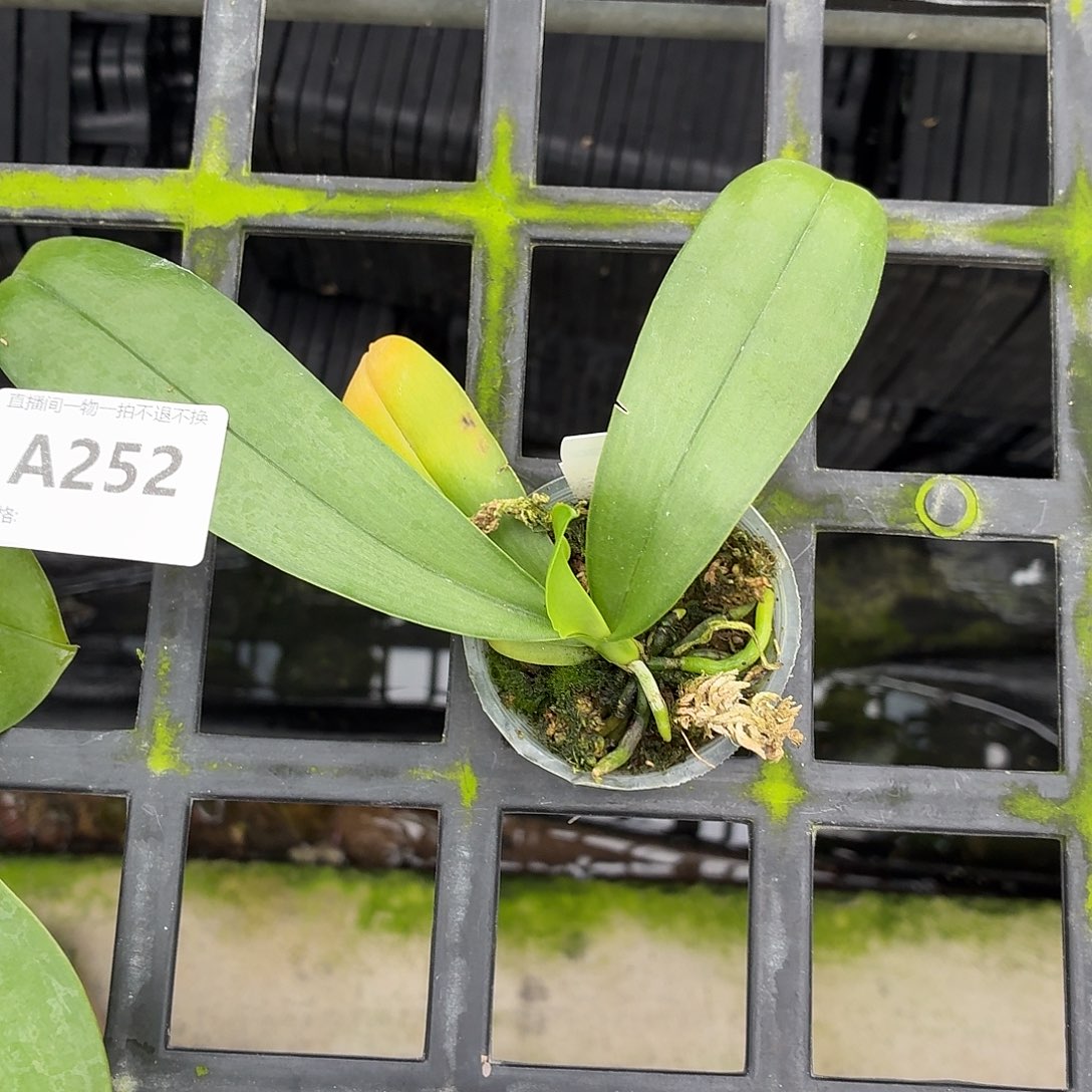 当前无花朵，栽培后可花朵A252yss1162.  1.7寸瑕疵