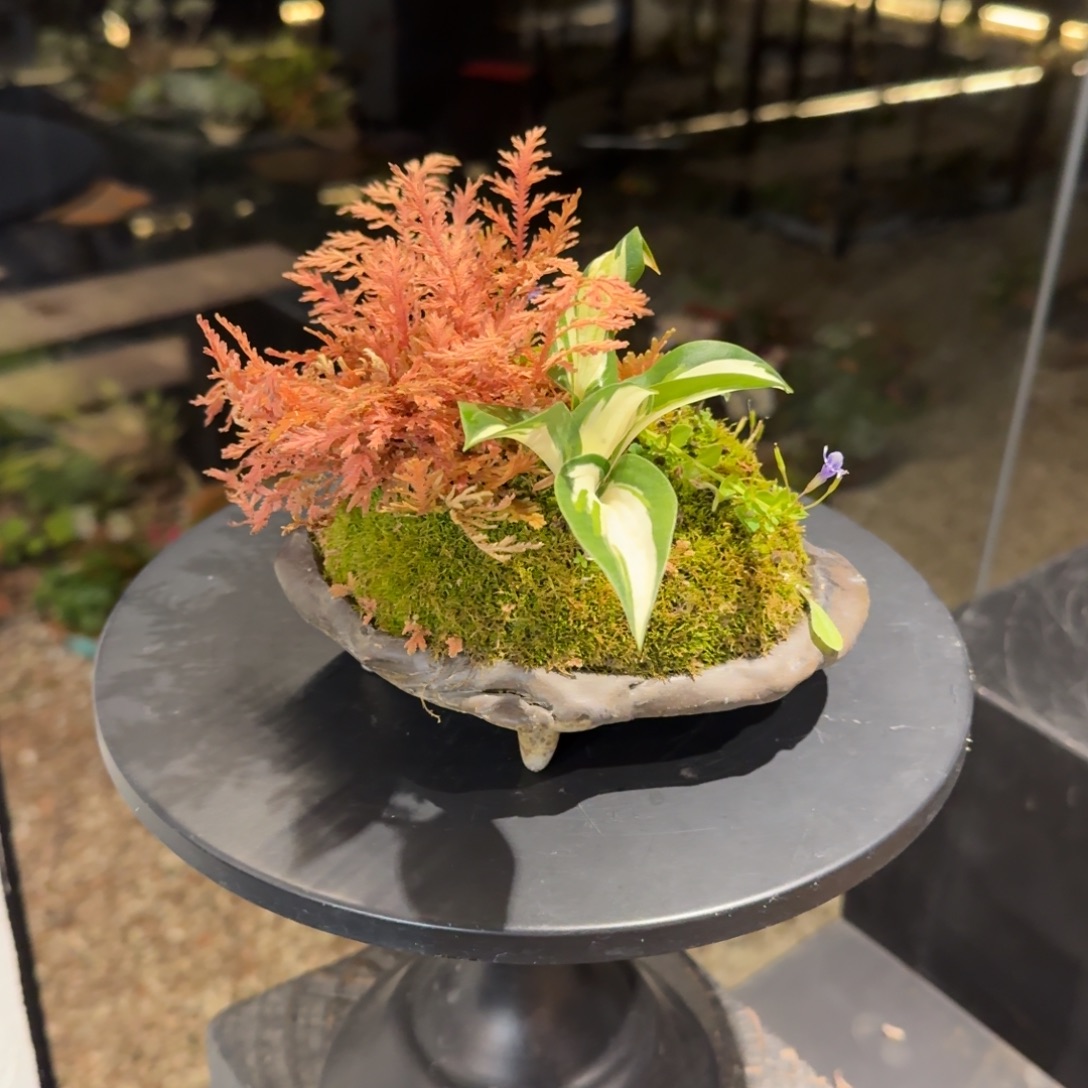 全部花朵山野草手作盆