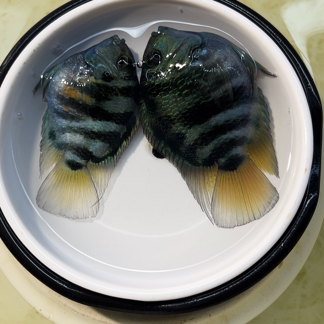 短鲷鱼50宝蓝一对