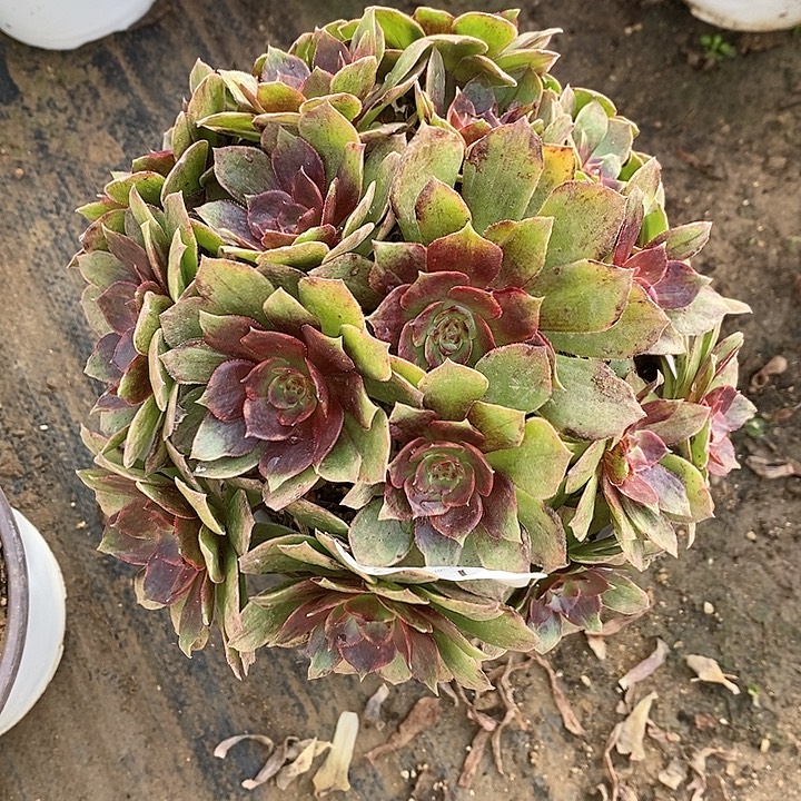 1414红丝绒多肉法师锦