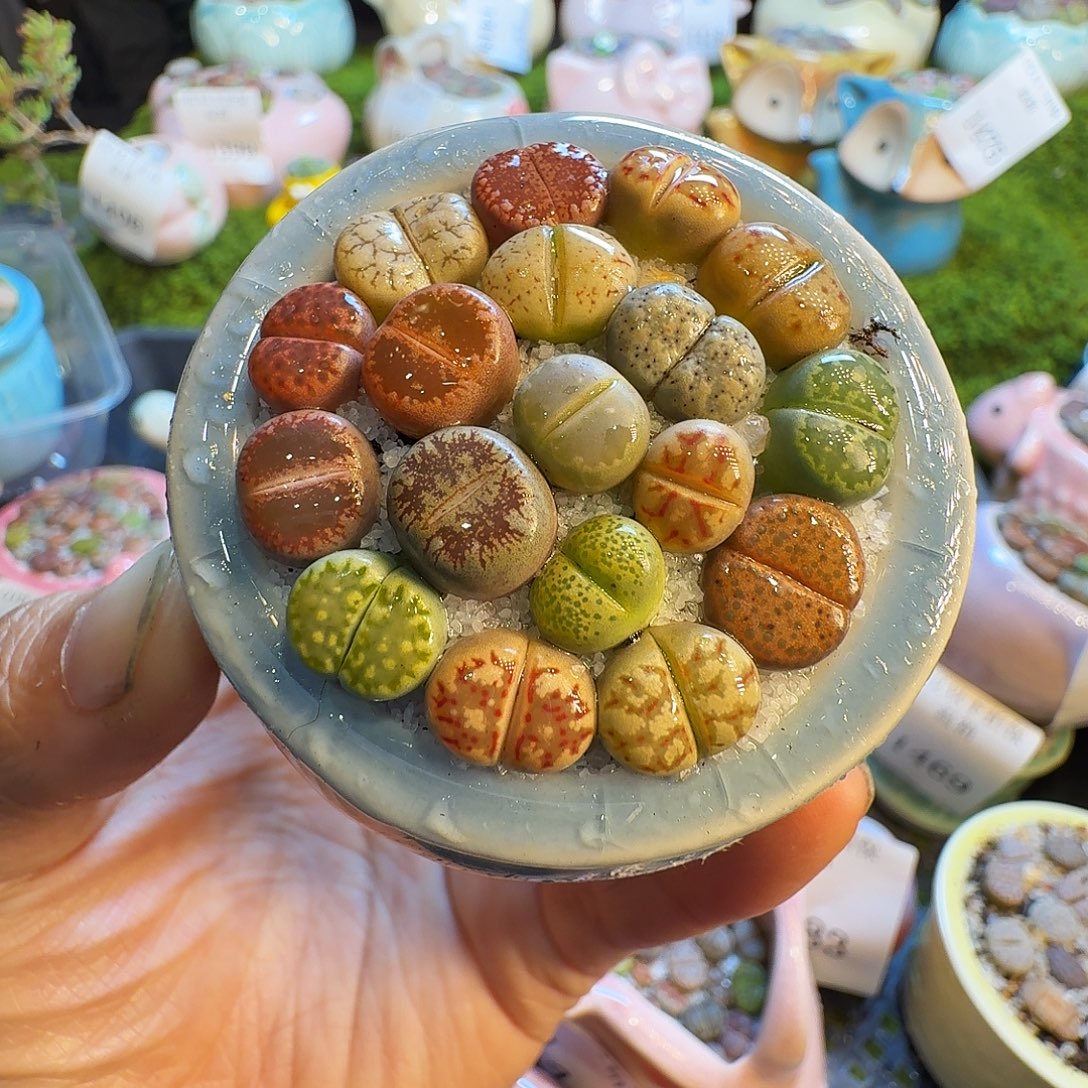 多肉植物福利冲504